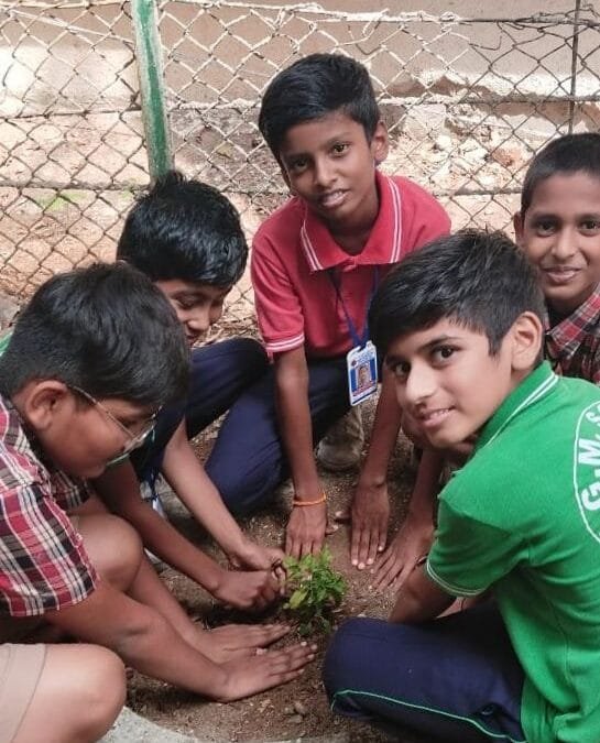 TREE PLANTATION
